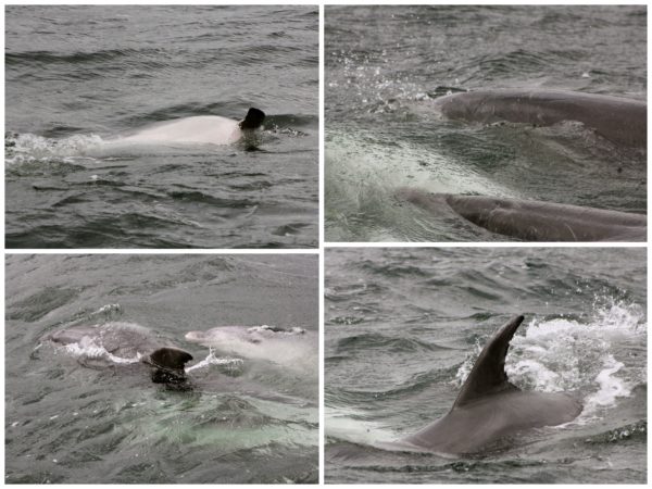 Bottle nosed dolphins in Marlborough Sounds