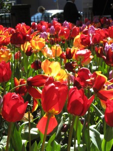 Tulips 2008 Wellington Botanic Gardens