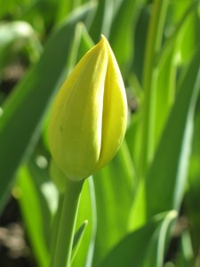 Tulip bud ready to burst