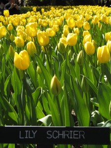Tulips 2008 Wellington Botanical Gardens