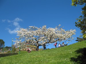 Blossom in the gardens