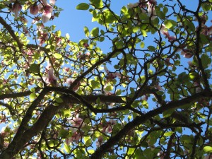 Under the shade of the Magnolia tree