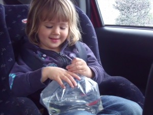 Sophie carefully transporting the guppies home