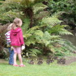 Peacocks and ducklings at Staglands