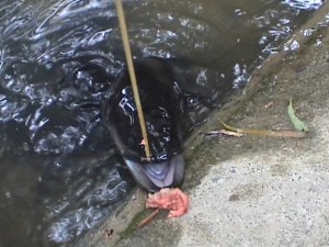 Feeding the eels