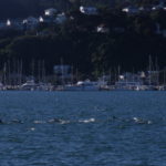 Dolphins in Evans Bay