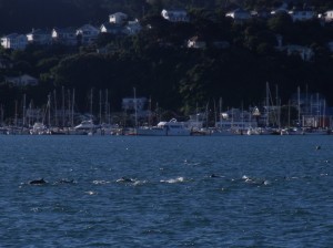 Dolphins in Evans Bay