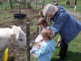 Feeding the pony