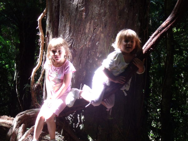 Ethereal sunbeams through the tree canopy