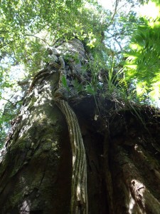 Northen Rata wrapped around its host