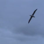 Northern Royal Albatross makes a flying visit