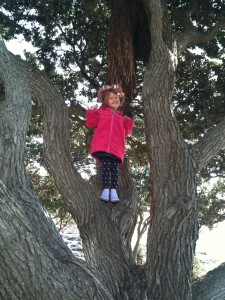 Sophie the tree climber