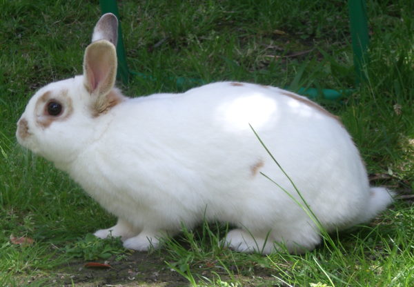 Rascal rabbit