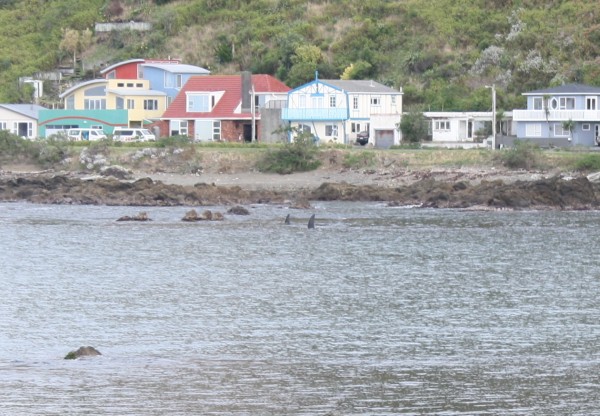 Orca fins in Ohiro Bay