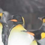 IMG_0508 IMG_0508