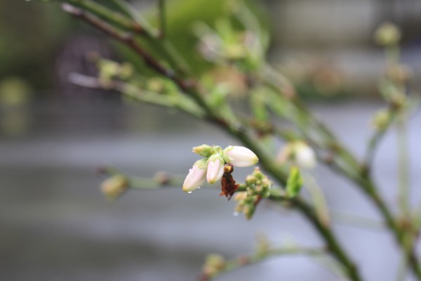 Rain on blueberry blossom