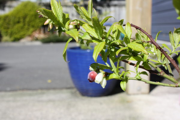 First blueberry