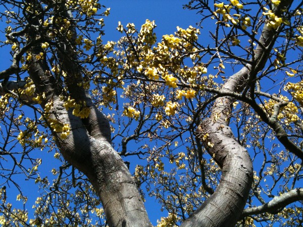 Kowhai in bloom