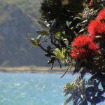 Shades of red from New Zealand: The Gallery