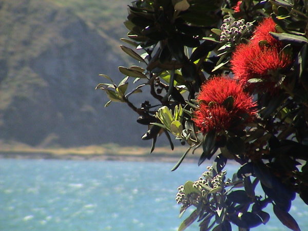 Pohutukawa Lyall Bay Wellington