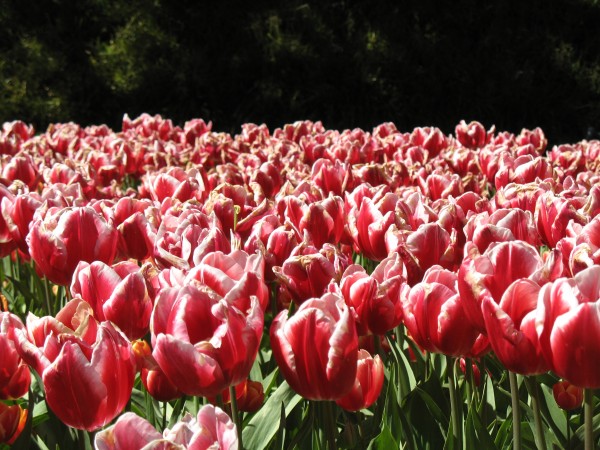 Tulips Botanical Garden Wellington