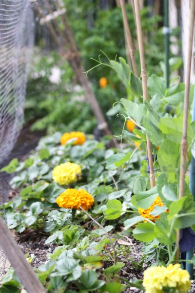 Peas, strawberries & marigolds