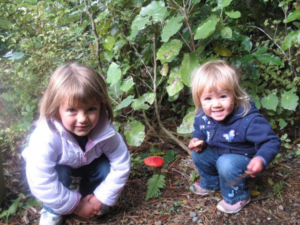 Fairy toadstool in Zealandia