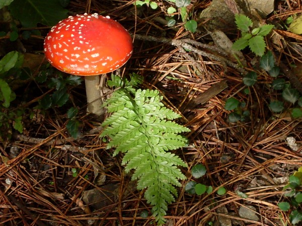 Toadstool 1