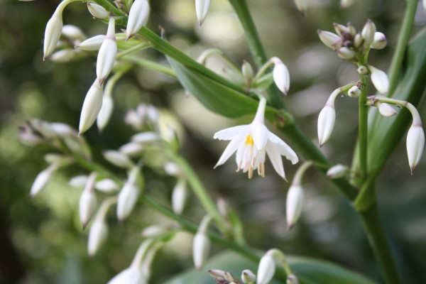 Renga lily New Zealand