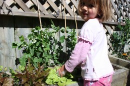 Sophie dealing the soap suds to the aphids