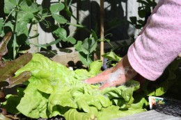 Soap suds on the aphids