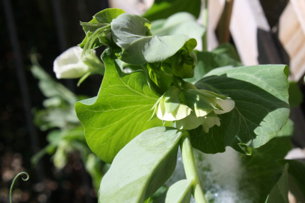 peas peas