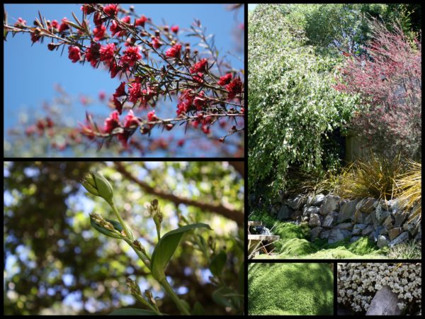 Garden colours