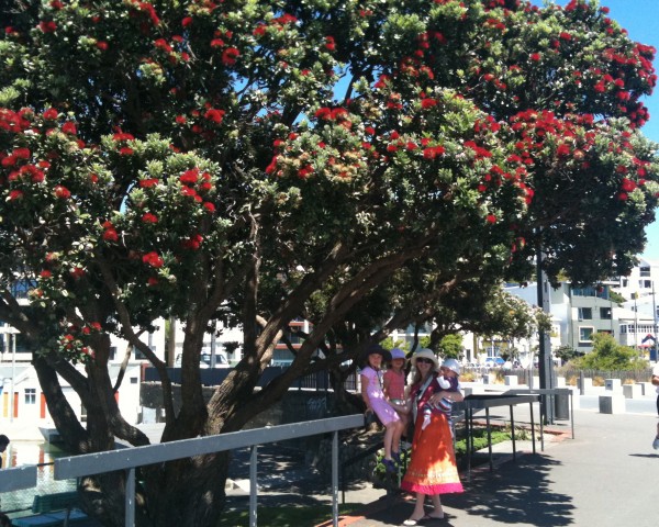 First Pohutukawa bloom of summer in Wellington