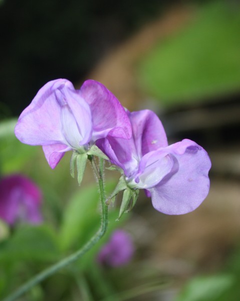 Sweet peas in the garden