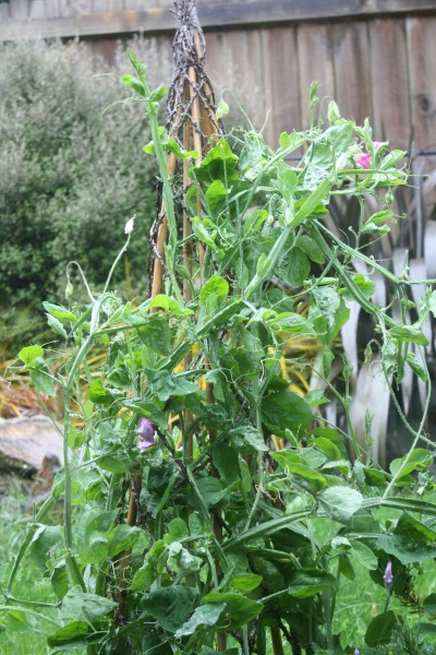 Sweet peas