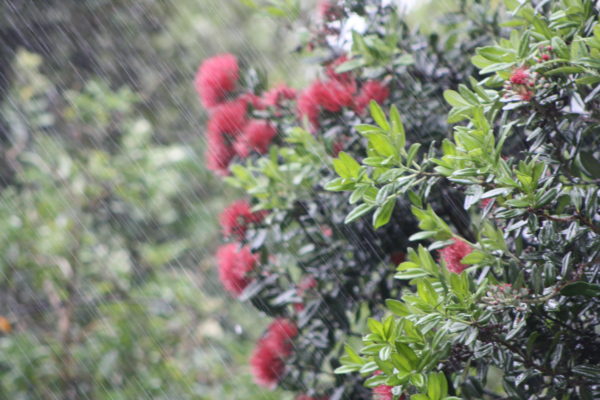 Pohutukawa tree in the garden in the rain