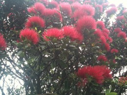 Pohutukawa