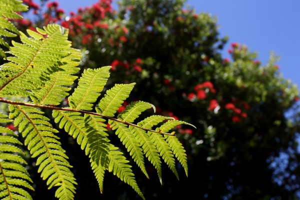 Pohutukawa in the garden