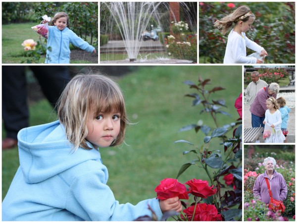 Rose petals for potpourri in the Botanical Gardens