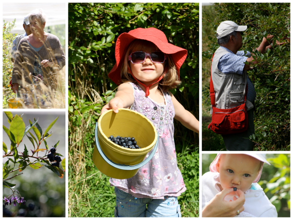 Blueberry picking - Sophie fills the bucket & Alice chomps the pickings :)