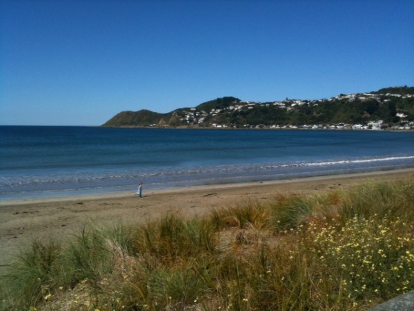 Running free at Lyall Bay