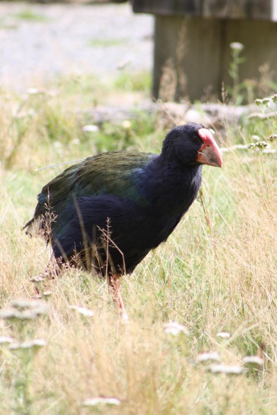 Takahe