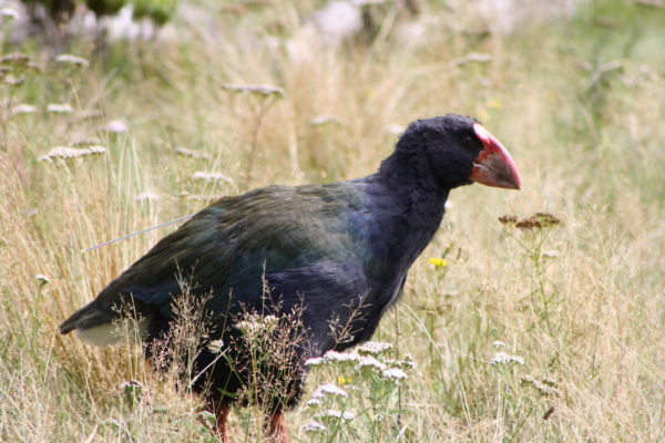 Takahe