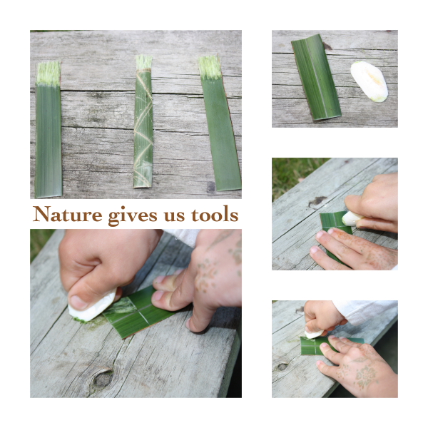 Nature tools - making brushes from harakeke