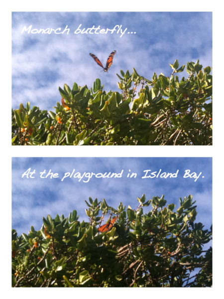 Monarch butterfly at Island Bay