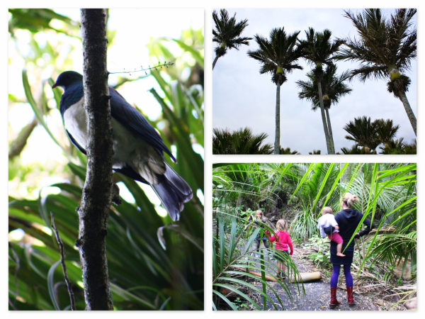 Kereru bird and Nikau palm - nature interconnected