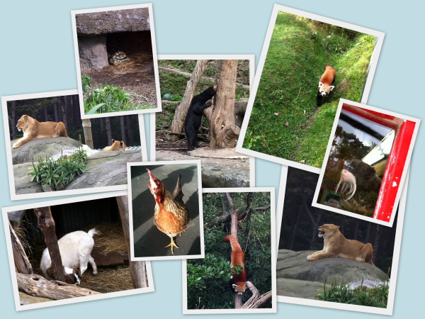 Some of the animals we saw