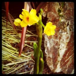 Daffodil in Autumn!