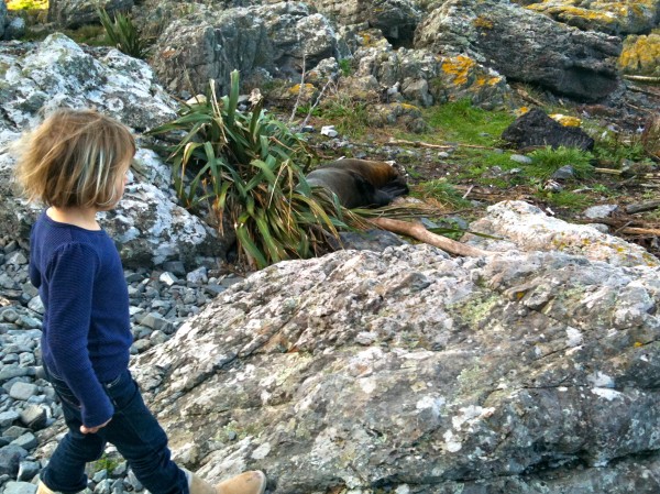 Sophie within metres of a NZ fur seal
